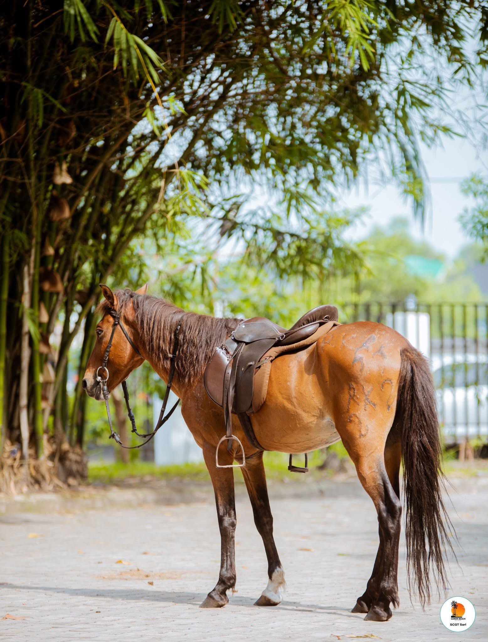 Cheval